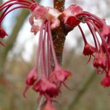 Acer rubrum 'Red Sunset'