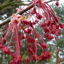 Acer rubrum 'Red Sunset'