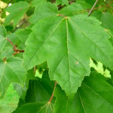 Acer rubrum 'Red Sunset'