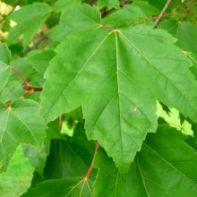 Acer rubrum 'Red Sunset'