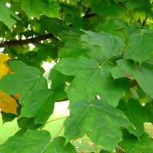 Acer saccharum 'Temples Upright'