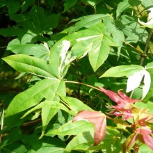 Acer truncatum 'Akikaze nishiki'