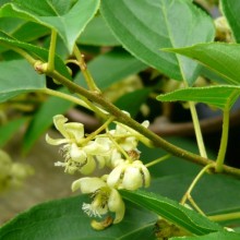 Actinidia arguta 'Issai'