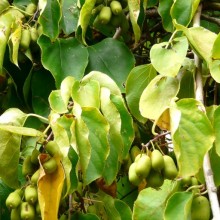 Actinidia kolomikta