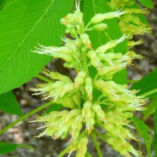 Aesculus glabra