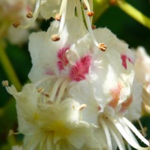 Aesculus hippocastanum