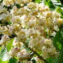 Aesculus hippocastanum