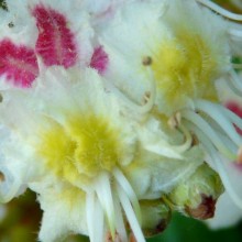 Aesculus hippocastanum