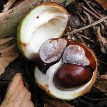 Aesculus hippocastanum