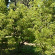 Aesculus hippocastanum 'Laciniata'