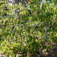 Aesculus parviflora