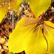Aesculus parviflora | podzimní zbarvení
