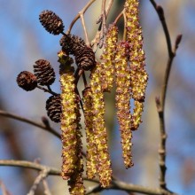 Alnus incana | jehnědy