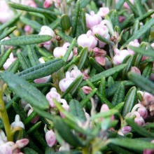 Andromeda polifolia 'Compacta'