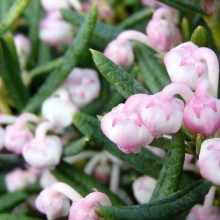 Andromeda polifolia 'Compacta'