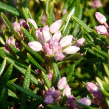 Andromeda polifolia 'Nikko'