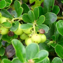 Arctostaphylos uva-ursi 'Snow Cap'