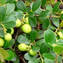 Arctostaphylos uva-ursi 'Snow Cap'