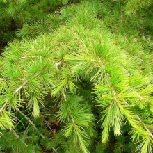 Cedrus libani