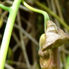 Aristolochia macrophylla | poupě