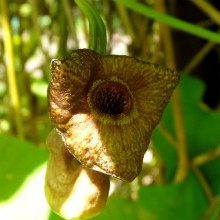 Aristolochia macrophylla | květ