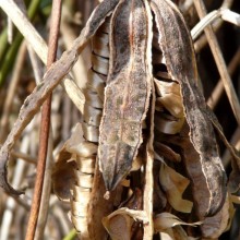 Aristolochia macrophylla | plod