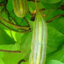 Aristolochia macrophylla | plod