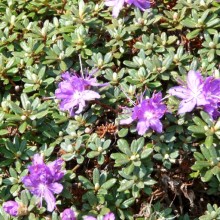 Azalea japonica 'Minima'