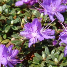 Azalea japonica 'Minima'