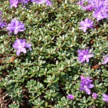 Azalea japonica 'Minima'