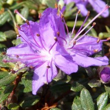 Azalea japonica 'Minima'