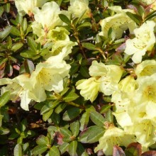 Azalea 'Kurlev'