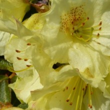 Azalea 'Kurlev'