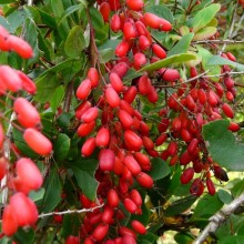 Berberis