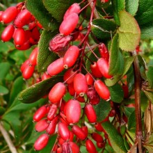 Berberis