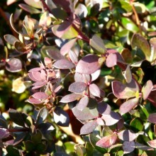 Berberis buxifolia 'Nana'