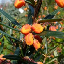 Berberis linearifolia 'Orange King'