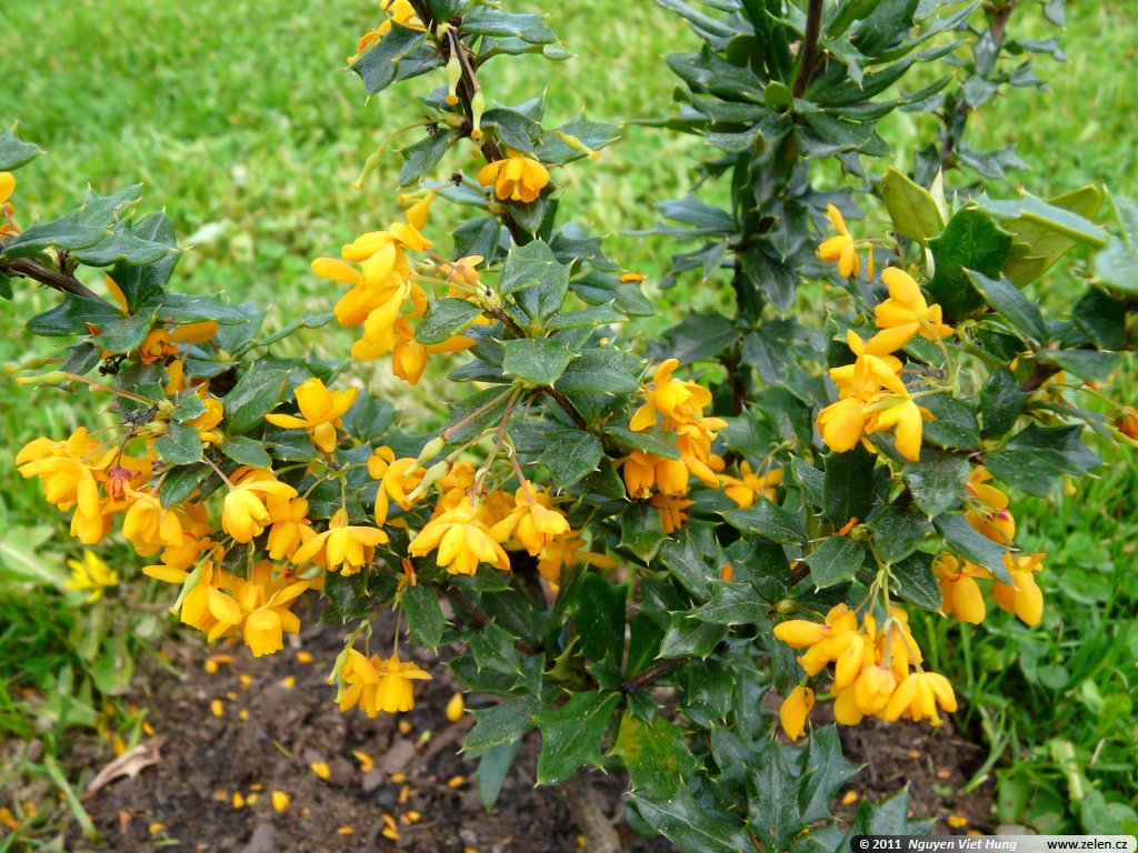Berberis X Lologensis Apricot Queen Dristal Lologsky