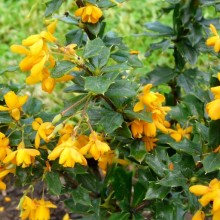 Berberis x lologensis 'Apricot Queen'