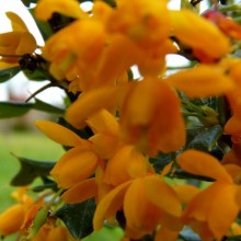 Berberis x lologensis 'Apricot Queen'