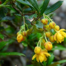 Berberis x stenophylla