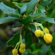 Berberis x stenophylla