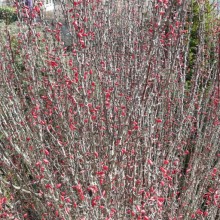 Berberis thunbergii 'Helmond Pillar'