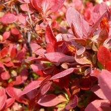 Berberis thunbergii 'Admiration'