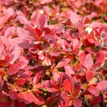 Berberis thunbergii 'Admiration'