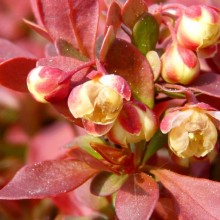 Berberis thunbergii 'Admiration'