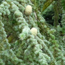 Cedrus libani var. stenocoma