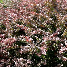 Berberis thunbergii 'Atropurpurea'