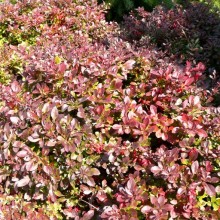 Berberis thunbergii 'Atropurpurea Nana'