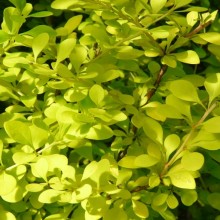 Berberis thunbergii 'Aurea'